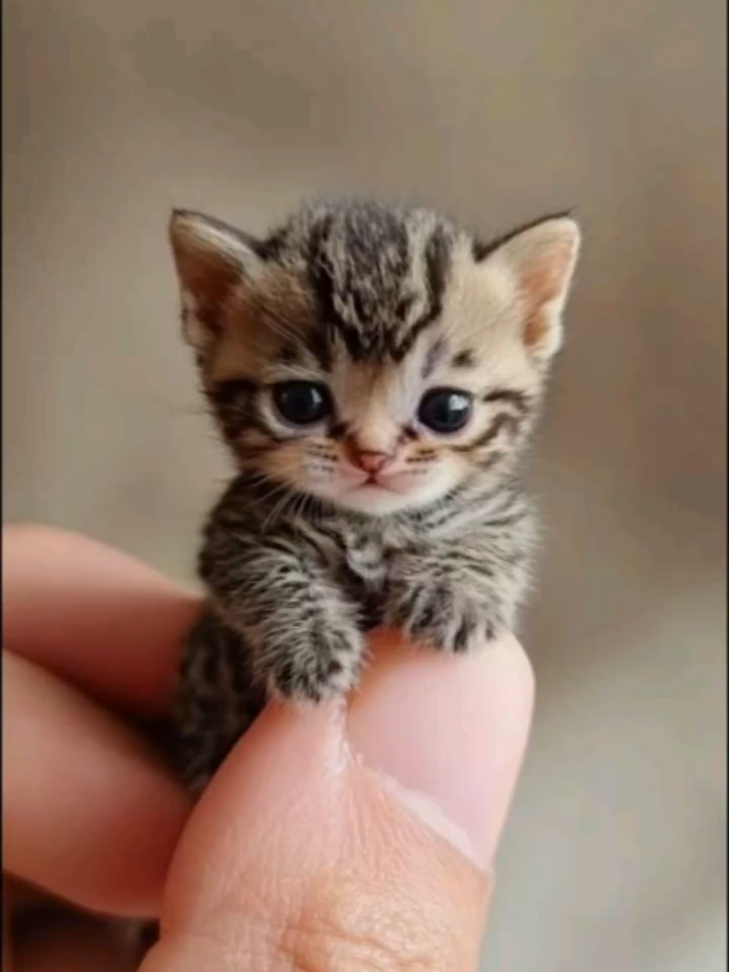 Hey You!  #dreamface #cutecats #cat #catlover #catlipsync #talkingcat