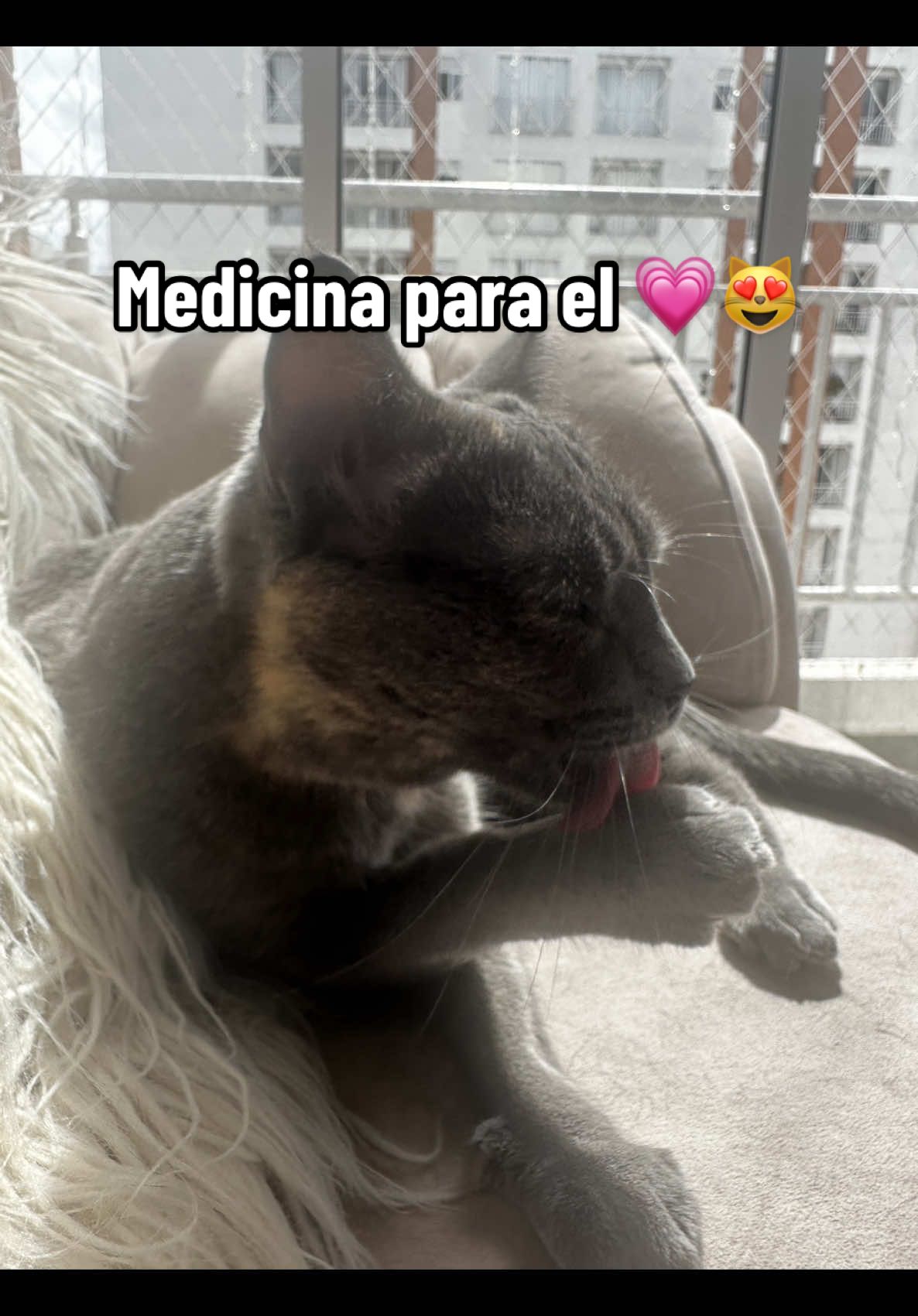 Los michis son la solución para todo y no pienso discutirlo con nadie #catlover #amorpropio #tiempoasolas #gatos #gatitos #gatosfelices #humor 