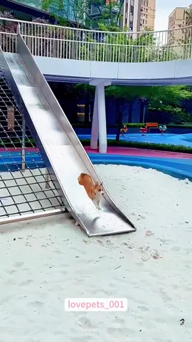 Each dog goes downstairs in a different way.#dog #dogsoftiktok #viral #usa #funnyanimals #fypシ #cute #funnypets #fyp #funny #foryou #funnyvideos #funnytiktok 