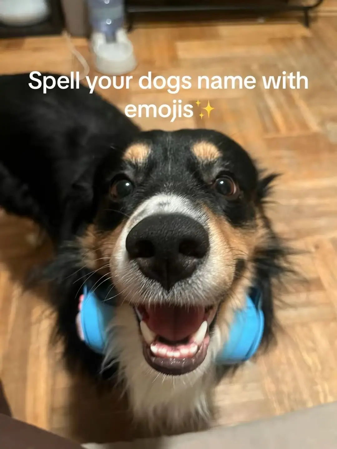 #fyp #dogsoftiktok 