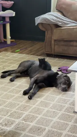 he loves sitting on top of the dogs 🤣😭 #dogandcat #silverlab #bestfriend #dogsoftiktok #catsoftiktok 