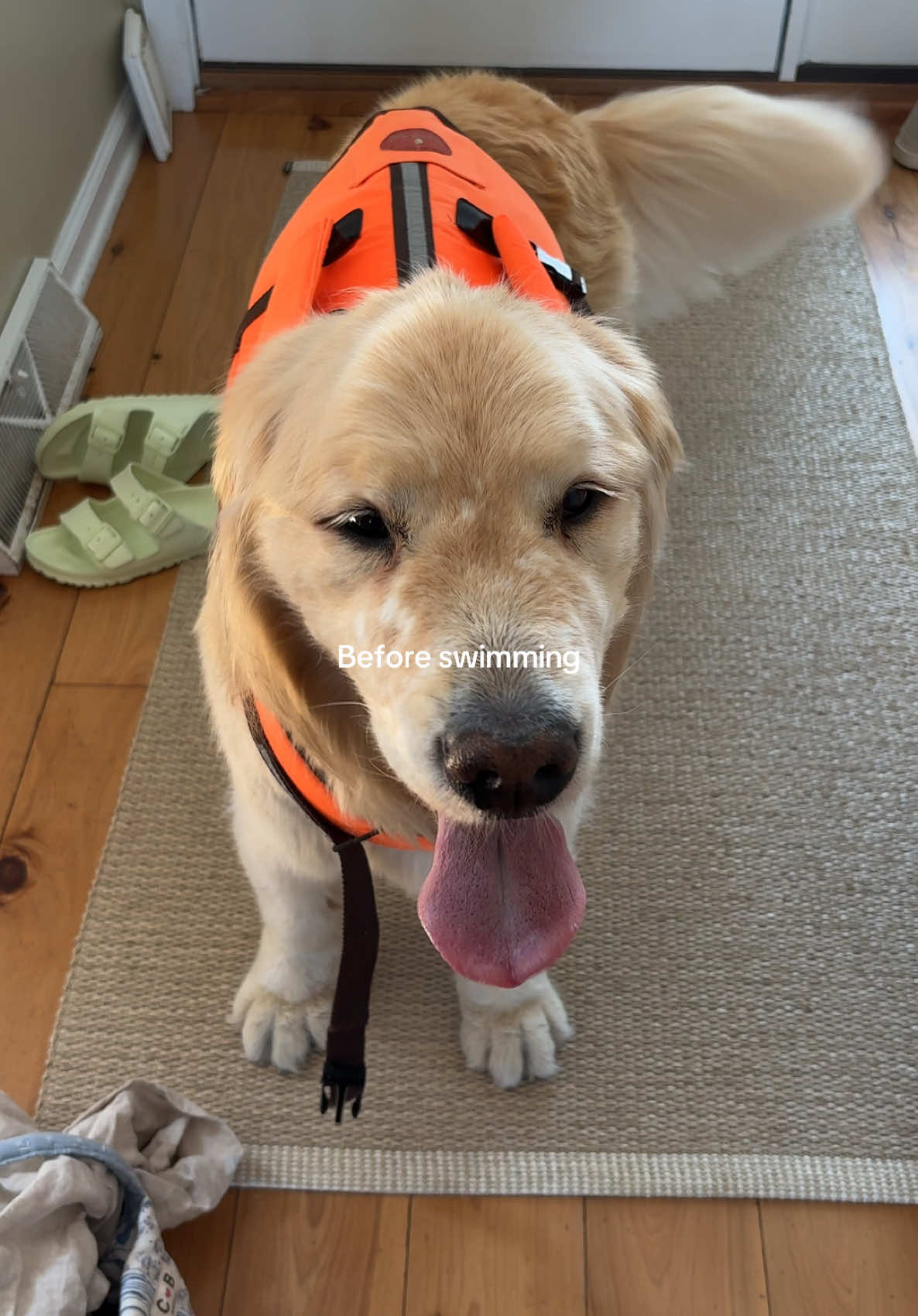 It’s Fenway again #dogsoftiktok #goldenretriever #dogswimming 