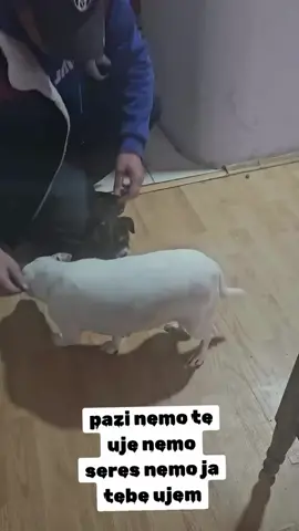 pazi nemo te uje nemo seres nemo ja tebe ujem | #fyp #kucipozdravifanove #donantonio #antoniomontana #kuci #antoniomontanakuci #antoniomontanakuce