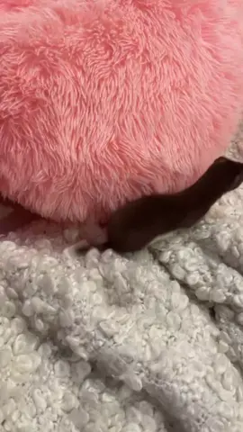 the hunt of an adorable assassin 💖🐾#weazel #shanispaws #games #funny 