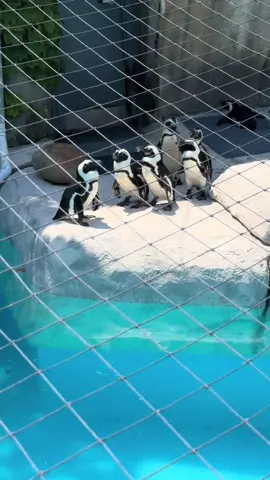 It’s so hot the penguins 🐧 into it 😩😭🤣🤣🤣🤣🤣🤣🤣🤣🤣 They was finna tear his tail up too 😮‍💨 Glad I was there to save the day 🥴  They knew exactly what I was saying cause ain’t no way 🤣🤣  #Zoo #ZooLife #SpecialNeedsMama #MentalHealth #ZooDay #Wisconsin #SummerFun #Penguin #Fight #AfricanPenguins #ZooFight #ItsGhettoHere #777 #ForYouPage #Fypage #Fup #ForYou #Fyp 