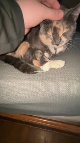 SAY YES KING 😤 #fyp #yesking #yesking😩 #yeskingaudios #cat #cats #catsoftiktok #funny #funnyvideo #funnycat #viralvideo #viral #trending #trend 