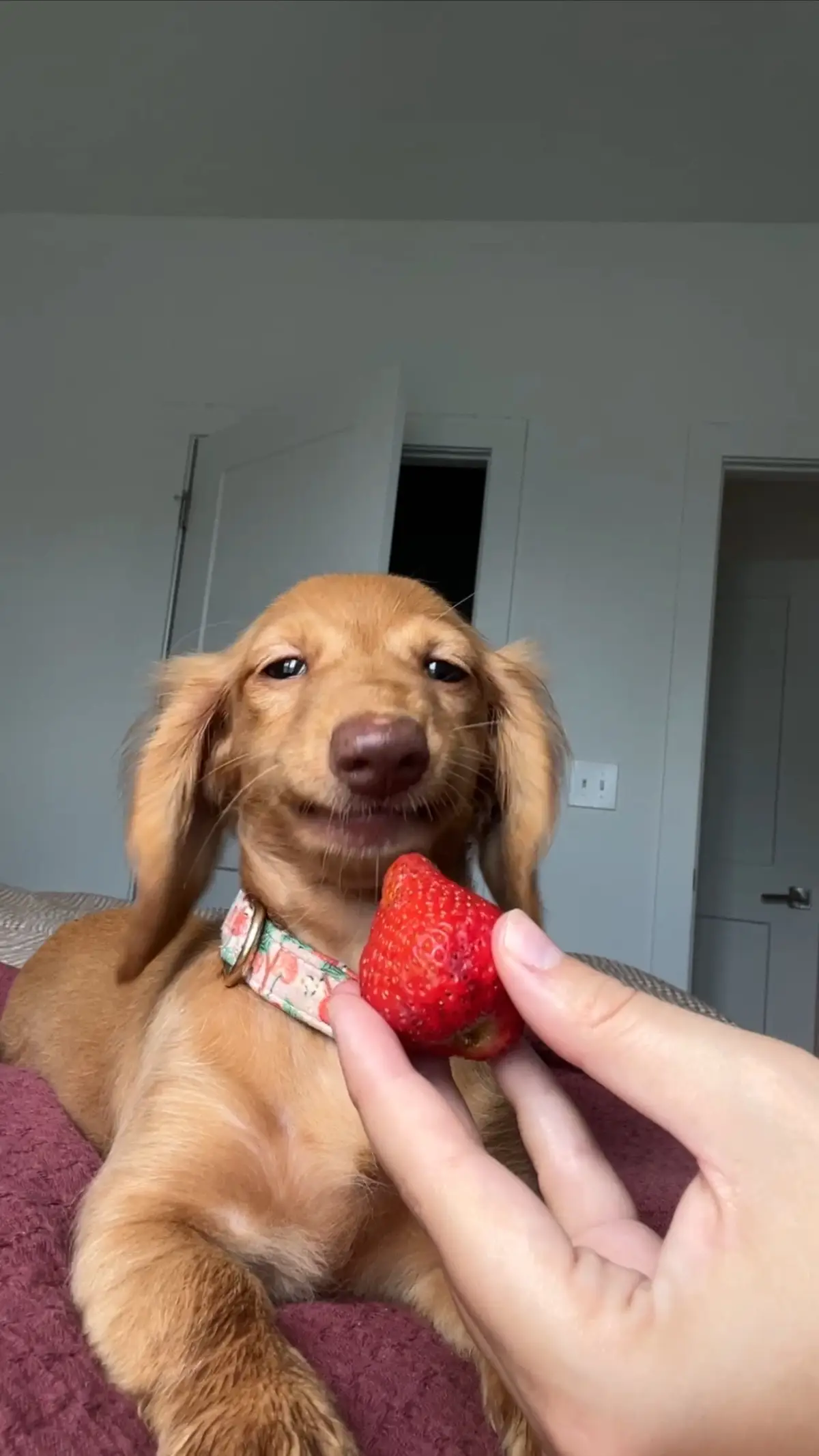 #dachshund #dachshundsoftiktok #dachshundpuppy #dachshundaddict #puppy #puppytiktok #fyp #fypシ #dogsoftiktok #funnydog #funnydogs #funnydogsoftiktok 