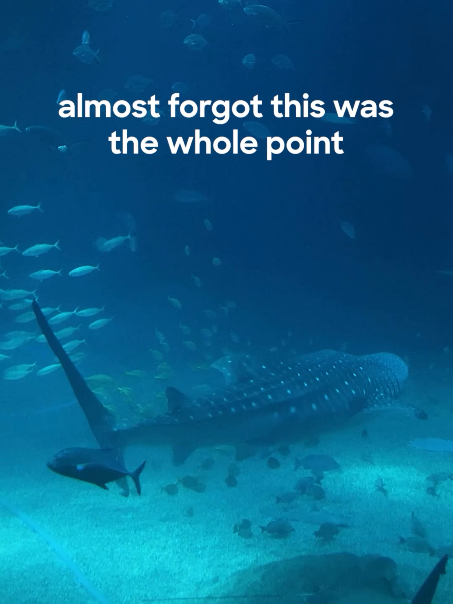 There’s nothing better than 🦈🦈🦈 #SharkWeek returns July 20 on Discovery