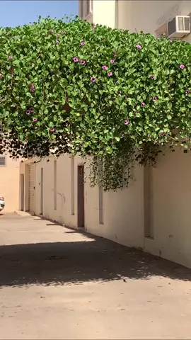 نبات خف الجمل او اللبلاب 🍃