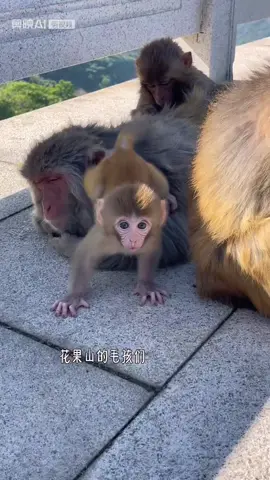 At this age, he's still hiding in his mother's arms#Monkey 
