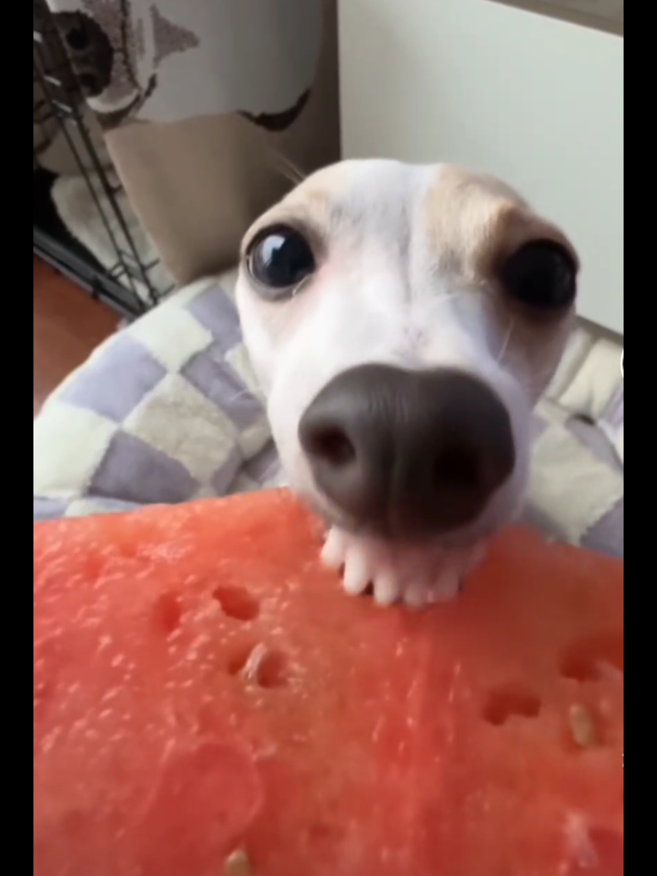 Funny dog videos, wholesome videos for kids. Great kids entertainment. #funvideosforkids #safevideosontiktok 