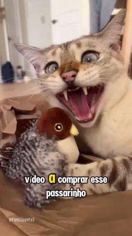 Comprei esse passarinho sonoro achando que era só mais um brinquedo… mas meu gato entrou em modo selvagem 😂🐱 Ele não largou mais! Além de divertido, ajuda demais com o tédio, o estresse e ainda ativa o instinto de caça! Se o seu gato vive dentro de casa, ele vai amar! 🛒 Link do passarinho tá na Bio! #CapCut #pets #gatos #felinos #gatostiktok #gatitos  @Família Pets  @Família Pets  @Família Pets