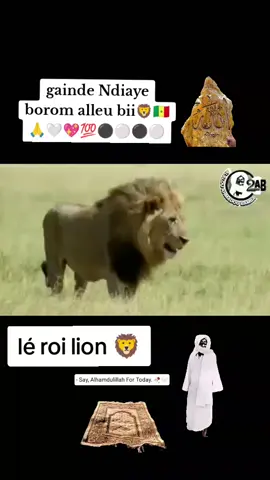 gainde diaye borom alleu bii💕🦁