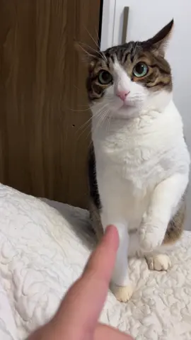 Tentado educar meu gato adolescente 🤣 #catsoftiktok 
