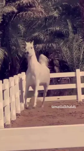 روان_الجزيرة  سنان_الريان & روعة_الجزيرة  مُلك مربط_الجزيرة الكويت  aljazira_arabian  atalmehri  تصوير  asmail_albrghs #ماشاءالله_تبارك_الله #لاتنسى_ذكر_الله #صلوا_على_رسول_الله #الخيل_العربية #الخيل_الأصيلة #الخيل_الجميله #جموح_الخيل #فروسية #فخامه #خيال #اكسبلور #خيل #خيول #خيل_عربي #خيل_عربي_اصيل 