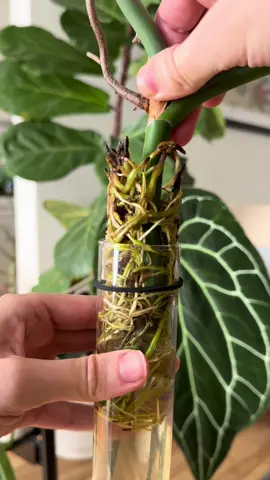Is this called growth hacking? #houseplants #plantcare #monstera #waterpropagation #planthacks 