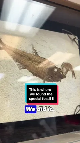 Join me on the hunt for a diplomystus who died after trying and failing to eat a knightia ! These are fish fossils from the self-proclaimed fossil fish capital of the world! #Greenriverformation #greenriver #kemmerer #wyoming #fish #fossils #bonehunter