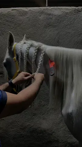 علم الرسالم لا يتعب يدينه ✨🤍 . . #خيل_وخياله🐎 #خيل #مربط #نور_الوزير 