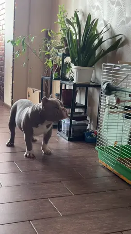 #doglife #americanbullylover #dogsoftiktok #americanbully #собака #буллі #попугай #булли 