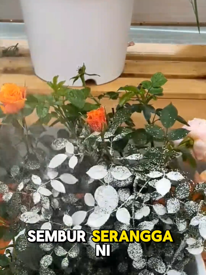 Inilah semburan anti-serangga sesuai untuk semua bunga, pokok hiasan, buah dan sayur – mesra alam, tak rosakkan tanaman! #TipHalauSerangga #Tanaman #BuahSayur #KawalanPerosak #foryou 