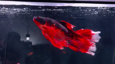 Nham thạch U45 đây #chepphitan #cacanh #phitannhamthach 