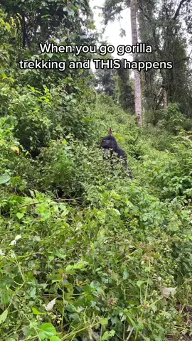 encounter with the mountain Gorillas  For booking or inquiries  Email: info@kisembosimbauganda.com What’s app: +256773286136 www.kisembosimbauganda.com #askmeaboutuganda #visituganda #creatingmemories #travelphotography #bwindiimpenetrableforest #gorilla #dianafossey #gorillatrekking #askmeaboutgorillatrekking #mountaingorillas #voiceofgorillas #gorillatrekkinguganda #gorillatrekkingrwanda1