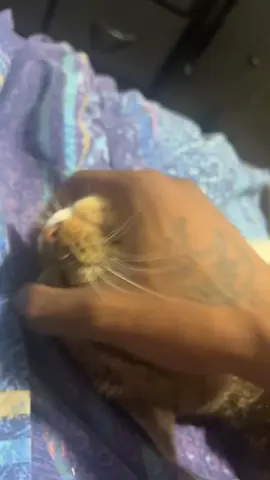 lol cats like to be petted any type of way 