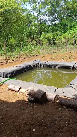 Bombas de pedal con Geomembrana #Maracuyá #riegoporgoteogoteo #Nicaragua #innovacióntecnológica innovación #idealTecnología Tecnología 