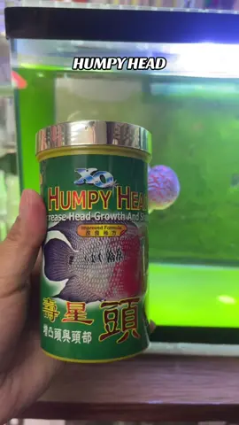 Humpy head fish food #humpyheadfish #flowerhorn #highlightfollowers♥️🙏🙏 #everyonefollowers 