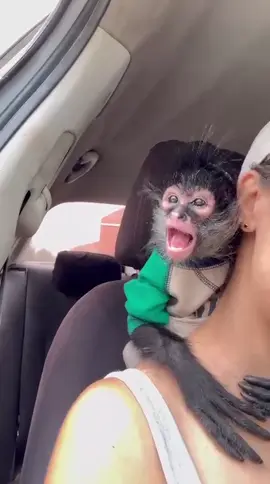 Patrullando la ciudad 🐒🐵 #monkey #patrullando #life #estilo #tiktoknews #tiktokindia 