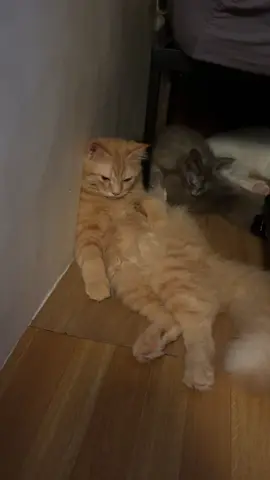 Yung pusa mong nag rerelapse. Ang lalim nang iniisip 😩😭 #fyppppppppppppppppppppppp #fypage #foryoupage #fyp #cats #catsoftiktok #trend #kitten #