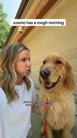 poor cosmo 😩 also the side eye when I called him by his brothers name 😂 #PetsOfTikTok #dogsoftiktok #doggo #goldenretrievers 