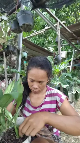 #emakemak #fypシ゚ #tiktokviral #videoviral #trend 