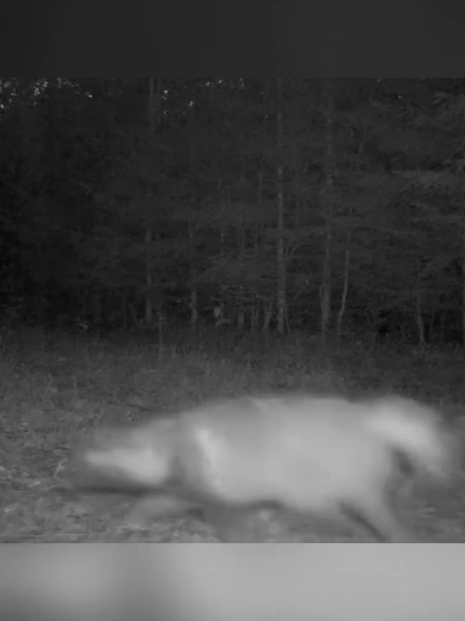 Uma alegria passageira 😅  #texugo #risada #memes #engraçado #foryou 