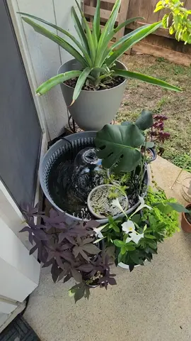 I finally put my goldfish into my container pond...😌🕉