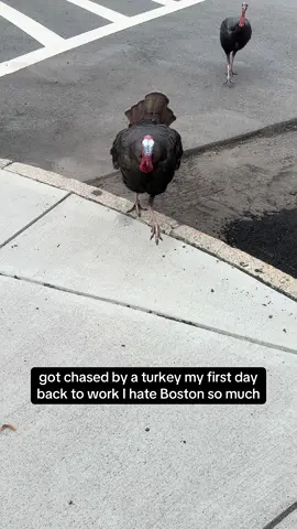 average #Boston #mailman moment #turkey 