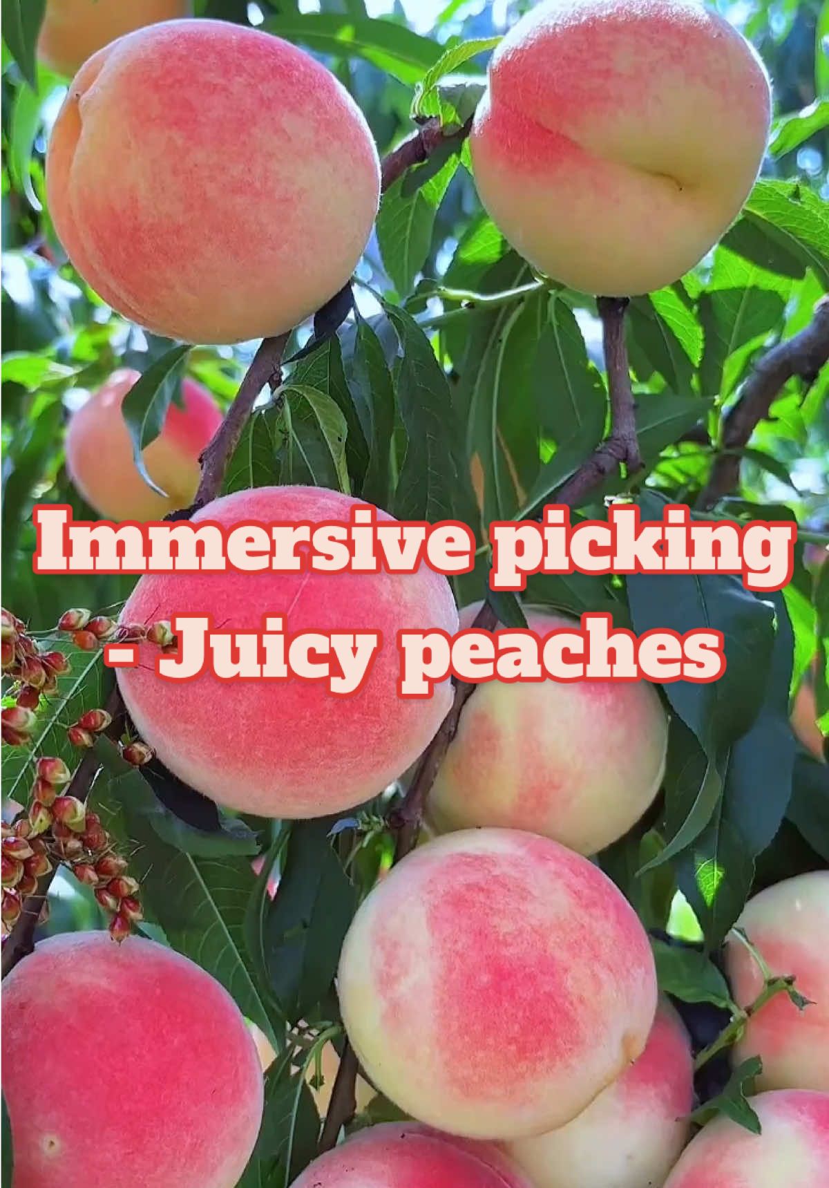 Immersive picking - Juicy peaches.#plants #plantingtechniques #agriculture #planttips #fruit #peaches
