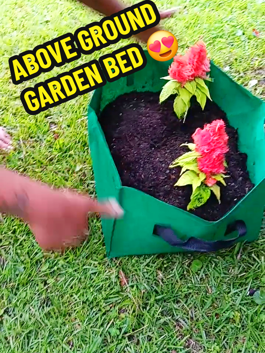 #gardenproject #gardenlife #howtogrow #garden #gardening #gardening101 #gardeningtips #gardeninghacks #fyp #abovegroundgarden #gardenbed 