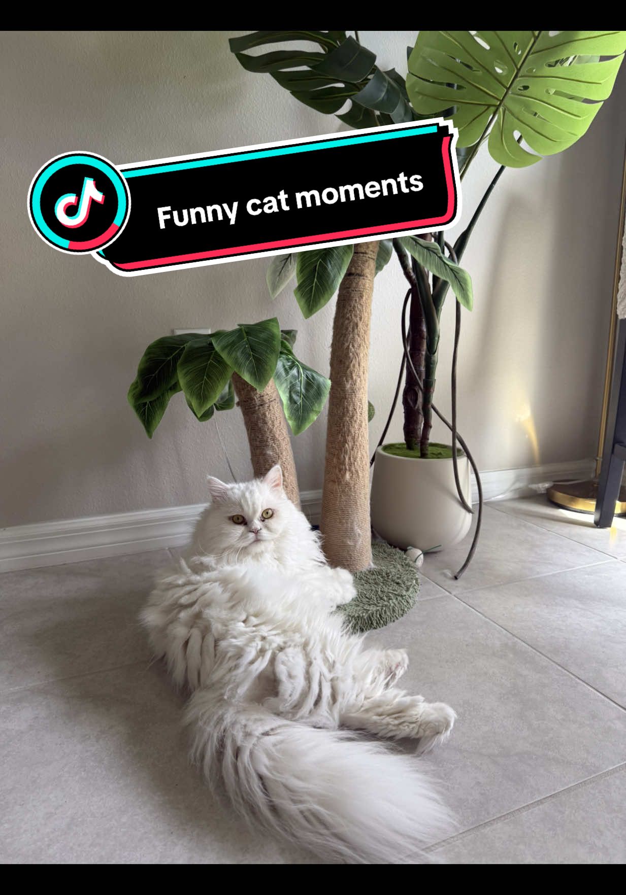 He loves to play with shadows. Love our cute little weirdo so much! #funnycats #catsoftiktok #catvideos 