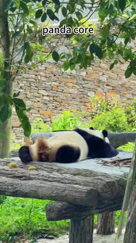 I just learned that panda poop is green🤣🤣🤣#panda #funny #fyp #animals #cute #viral #viralvideo #Love #funnymoments #usa #foryou 