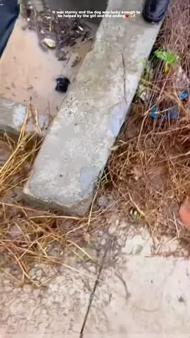 Poor puppy. #rescue #rescueanimals #animals #rescuedog #dog #puppy #rescuepuppy #fyp 