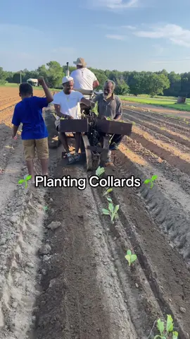 Planting Collards!!! #collards #fresh #planting #plantingseason #family #country #gardening #goodfood #fyp #fypシ #@Garrickpope5 #northcarolina 