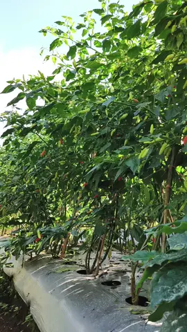 Ori bosku  #petaniindonesia🇮🇩🇮🇩🇮🇩🌿🌿 #petanimuda #petanicabai #ori212 #campaka 