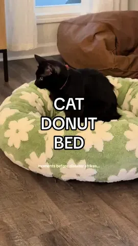 Silly kid, that’s not for you 🤪  #cats #catsoftiktok 