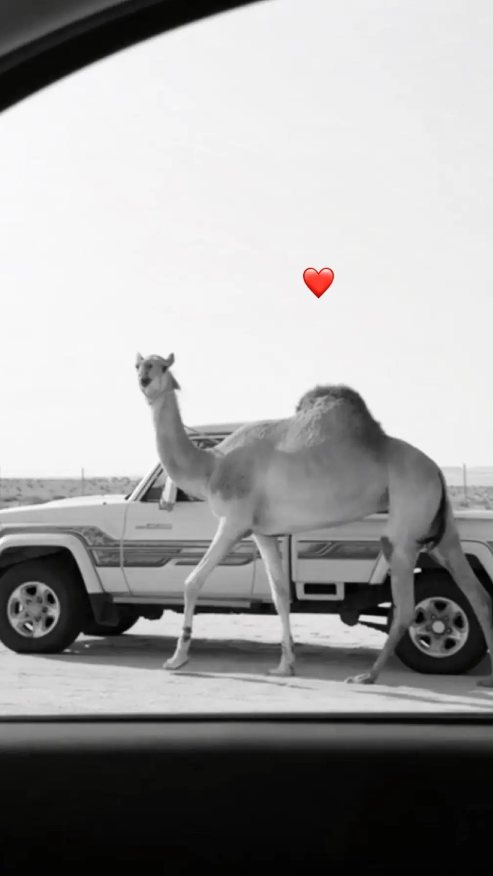 #اكسبلور         #fyp        #الهجن #مشاءالله_تبارك_الله 