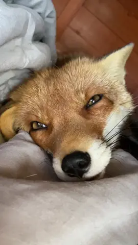 30 despite tiredness, kiki always wants to give an answer #kikithefox #kikifoxfamily 