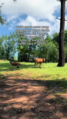 Kita usahakan gelar bos muda itu🙌🏻 #perintis #sapi #bosmuda #xybca #fy 