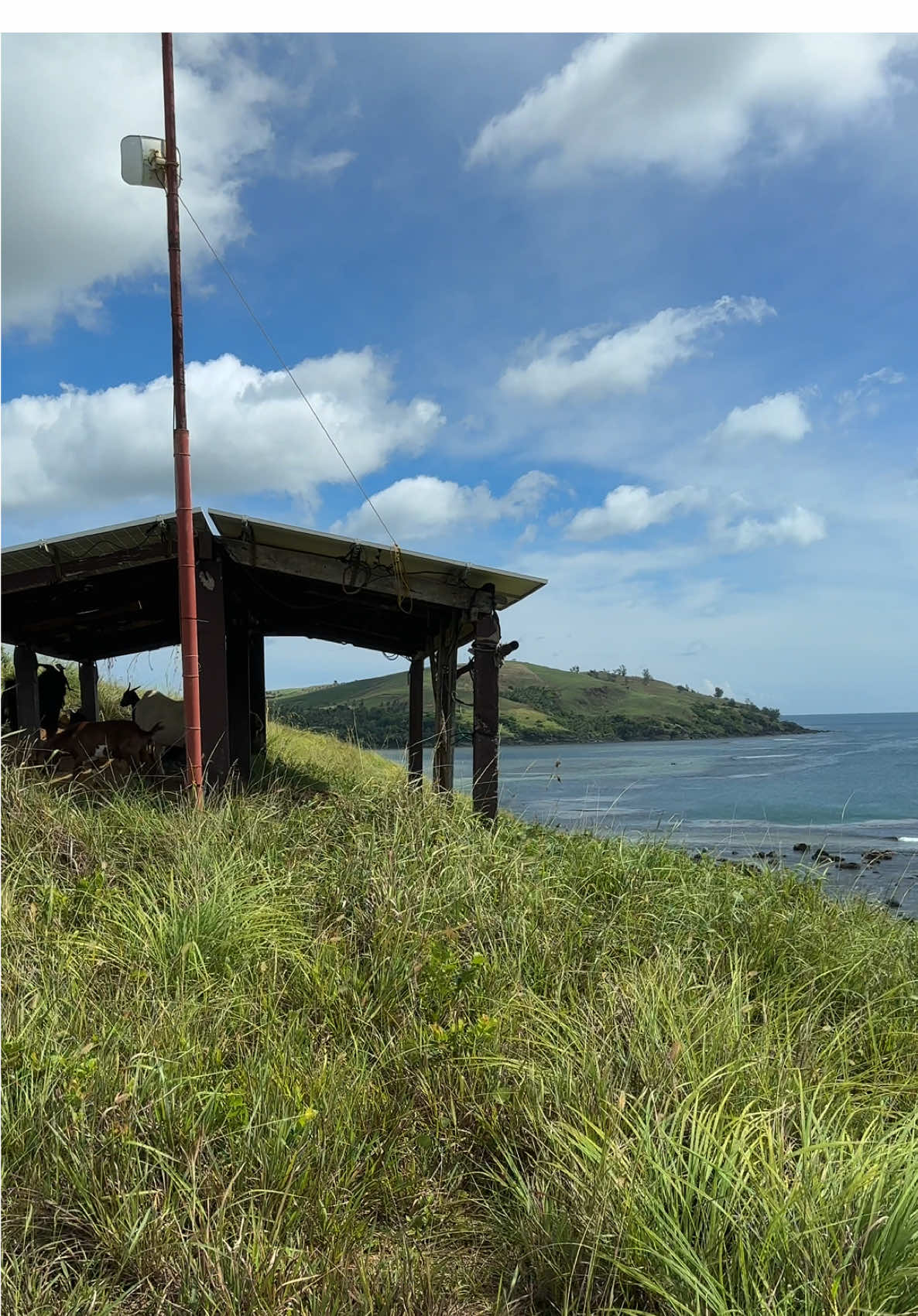 Peace and reggae vibes🍃👌🏾#fyp #nature 