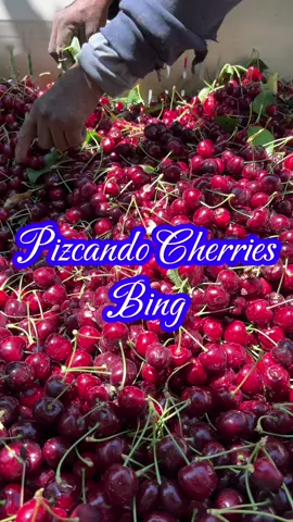 Pizca de Cherries o cereza  stored de las Bing, es así el metodo que se lleva #cherries #varietybing #fruitsbasket #freshfruit #growthtiktok #viraltiktok #comunidad #trabajoenequipo#farm #exportacion #calidad #latinosenusa #washingtonstate #harvest#harvesting#season2025 #field #crew #familygroup #goodteam #agricultura #workharder 