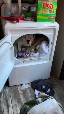 #funny #funnyvideos #animals #viral #voiceover #talking #tiktok #pet #dog #cat #fyp #foryoupage 